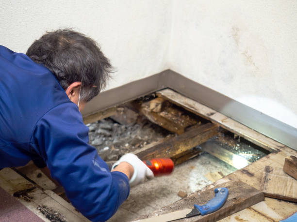 Best Local Mold Removal Service  in Graham, NC