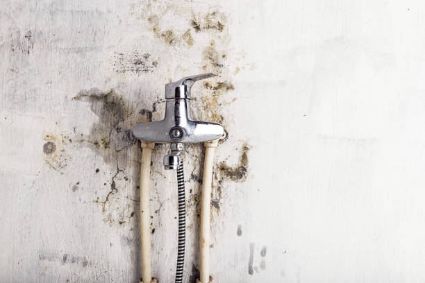 Best Black Mold Removal  in Graham, NC