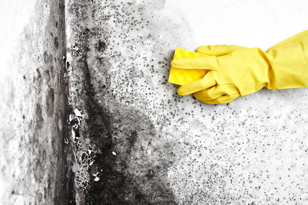 Mold Removal and Inspection in Graham, NC