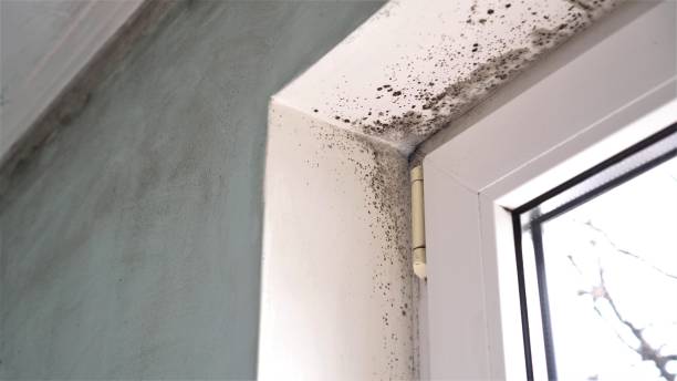 Best Attic Mold Removal  in Graham, NC