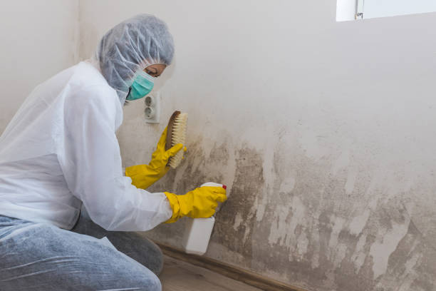 Best Same-Day Mold Removal  in Graham, NC