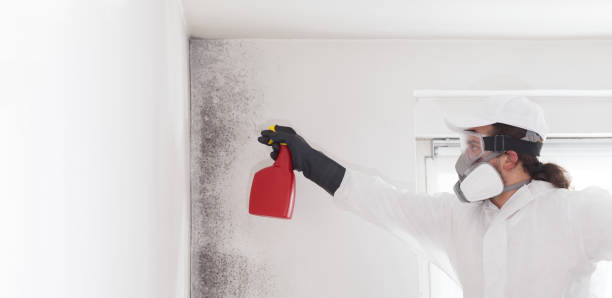Best Attic Mold Removal  in Graham, NC