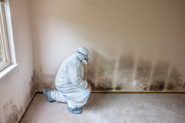 Best Mold Remediation  in Graham, NC