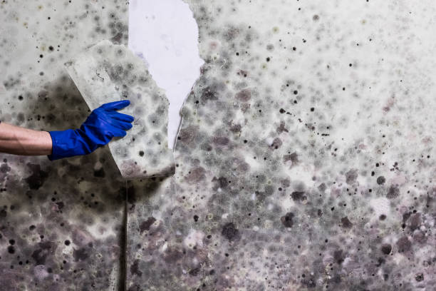 Best Fast Mold Removal  in Graham, NC