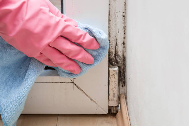 Best Mold Removal Near Me  in Graham, NC